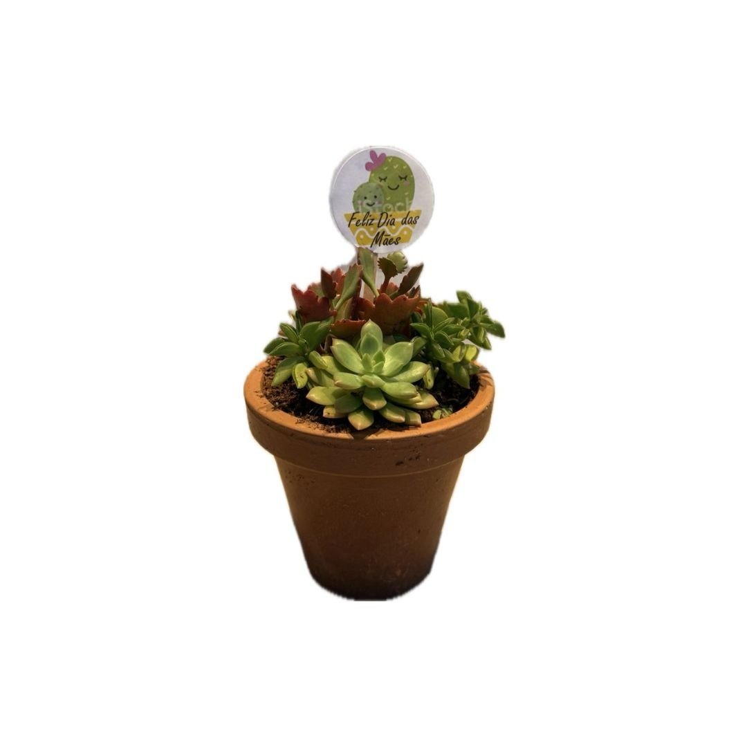 Coquetel Mini Suculenta VB 11 Feliz Dia das Mães