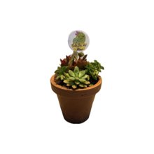 Coquetel Mini Suculenta VB 11 Feliz Dia das Mães
