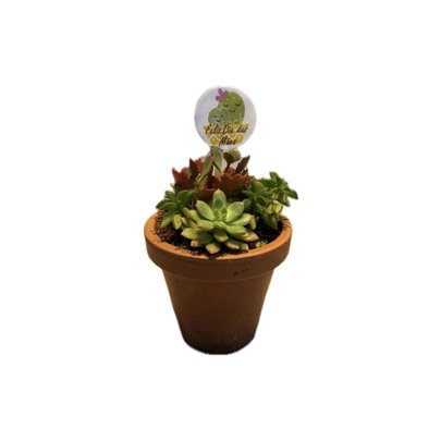 Coquetel Mini Suculenta VB 11 Feliz Dia das Mães