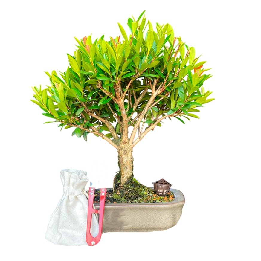 Bonsai Cereja Anã 4 anos - Kit