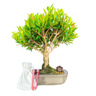Bonsai Cereja Anã 4 anos - Kit