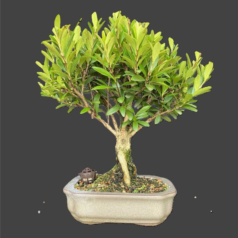 Bonsai Cereja Anã 4 anos - Kit