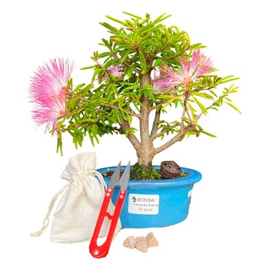 Bonsai Calliandra 3 anos - Kit