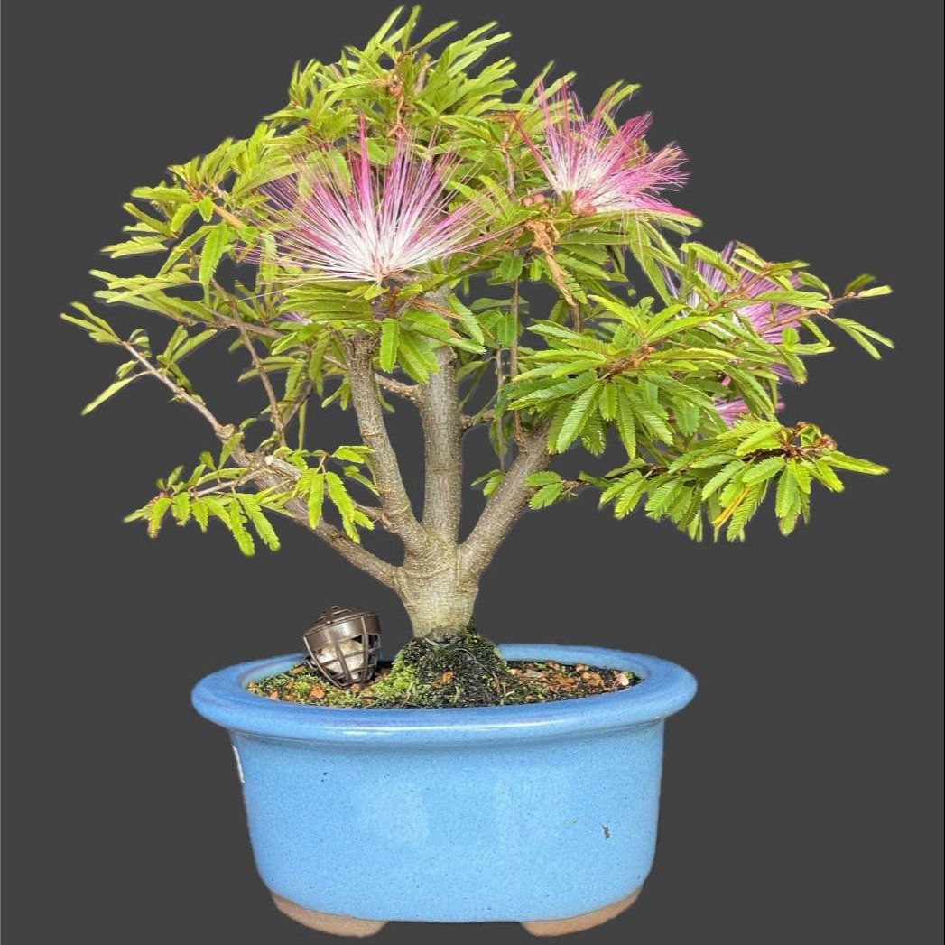 Bonsai Calliandra 3 anos - Kit
