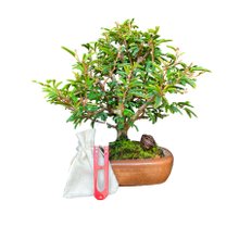 Bonsai Calliandra 4 anos - Kit