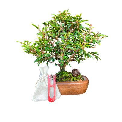Bonsai Calliandra 4 anos - Kit