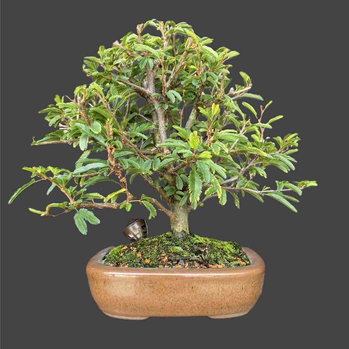 Bonsai Calliandra 4 anos - Kit