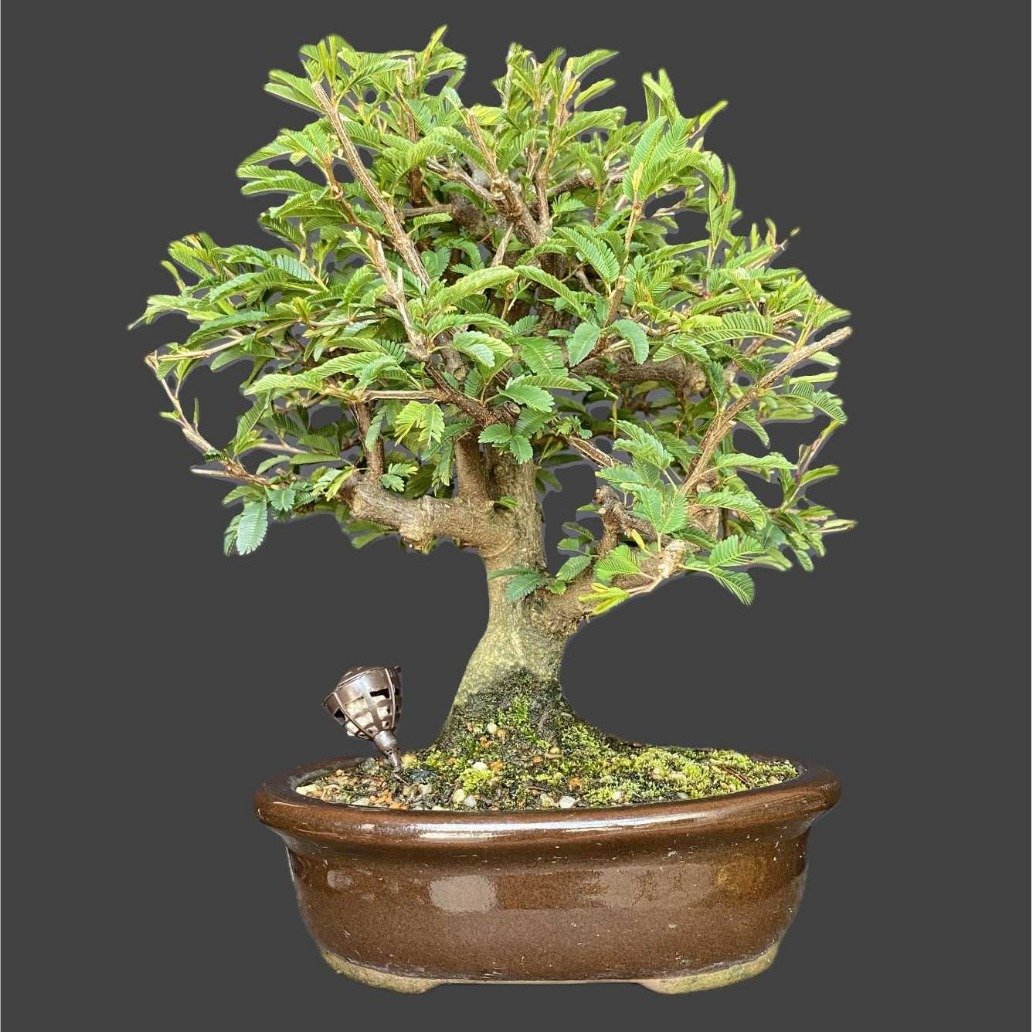Bonsai Calliandra Branca 5 anos - Kit