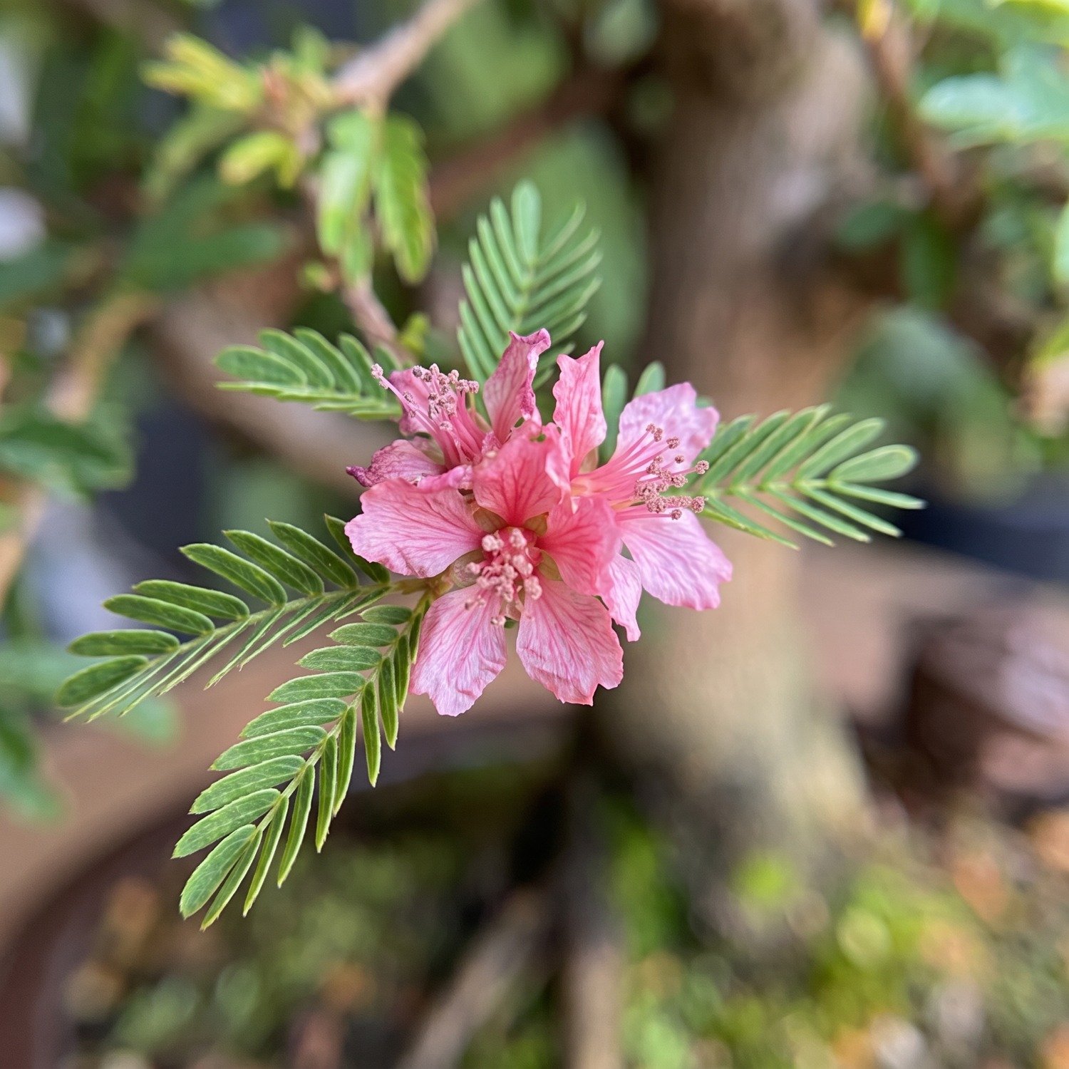 Bonsai Calliandra Branca 5 anos - Kit