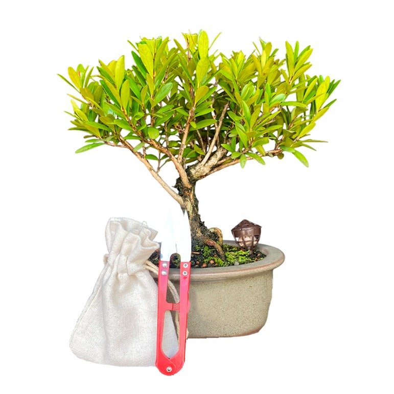Bonsai Cereja Anã 3 anos - Kit