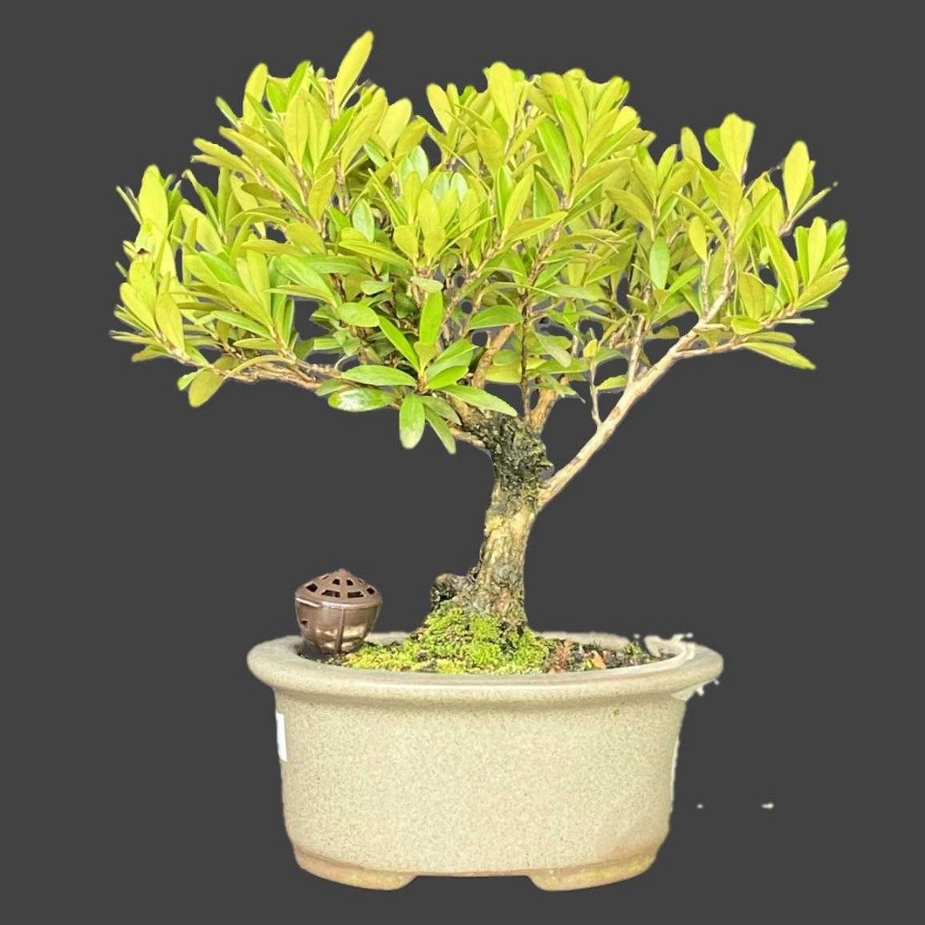 Bonsai Cereja Anã 3 anos - Kit