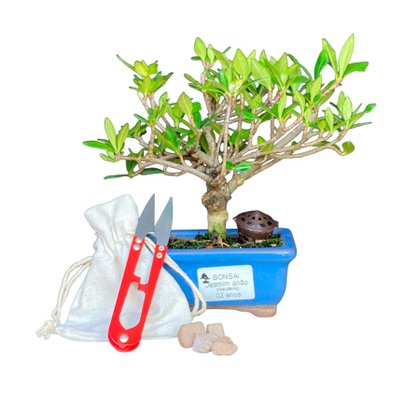 Bonsai Jasmim Anão 2 anos - Kit