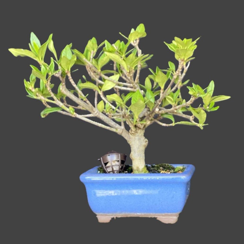 Bonsai Jasmim Anão 2 anos - Kit