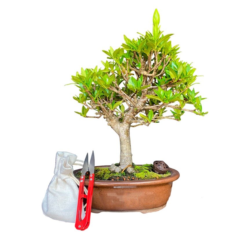 Bonsai Jasmim Anão 5 anos - Kit