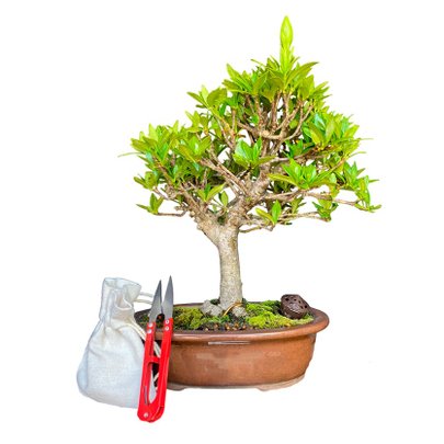 Bonsai Jasmim Anão 5 anos - Kit