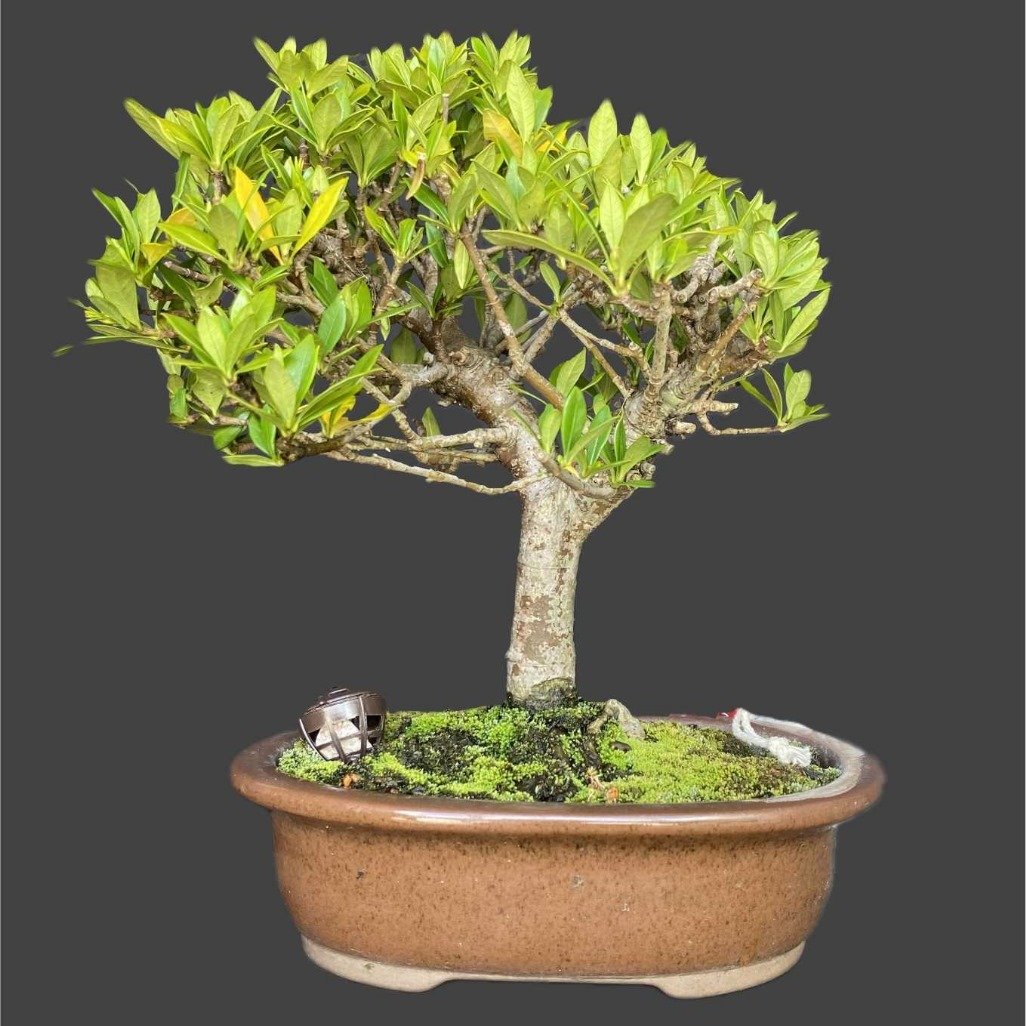Bonsai Jasmim Anão 5 anos - Kit