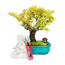 Bonsai Piracanta Varegata 4 anos - Kit