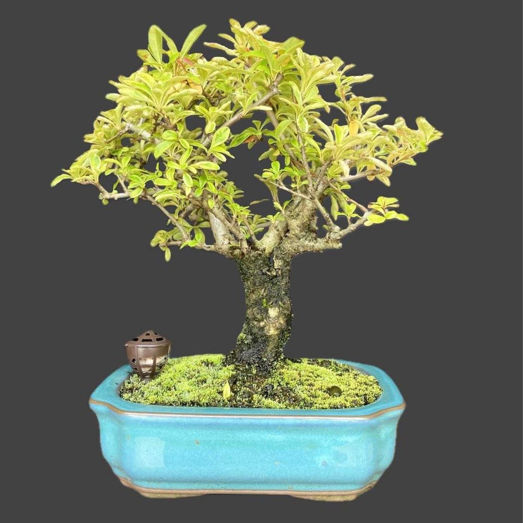 Bonsai Piracanta Varegata 4 anos - Kit
