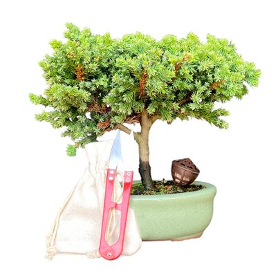 Bonsai Procumbens 2 anos - Kit