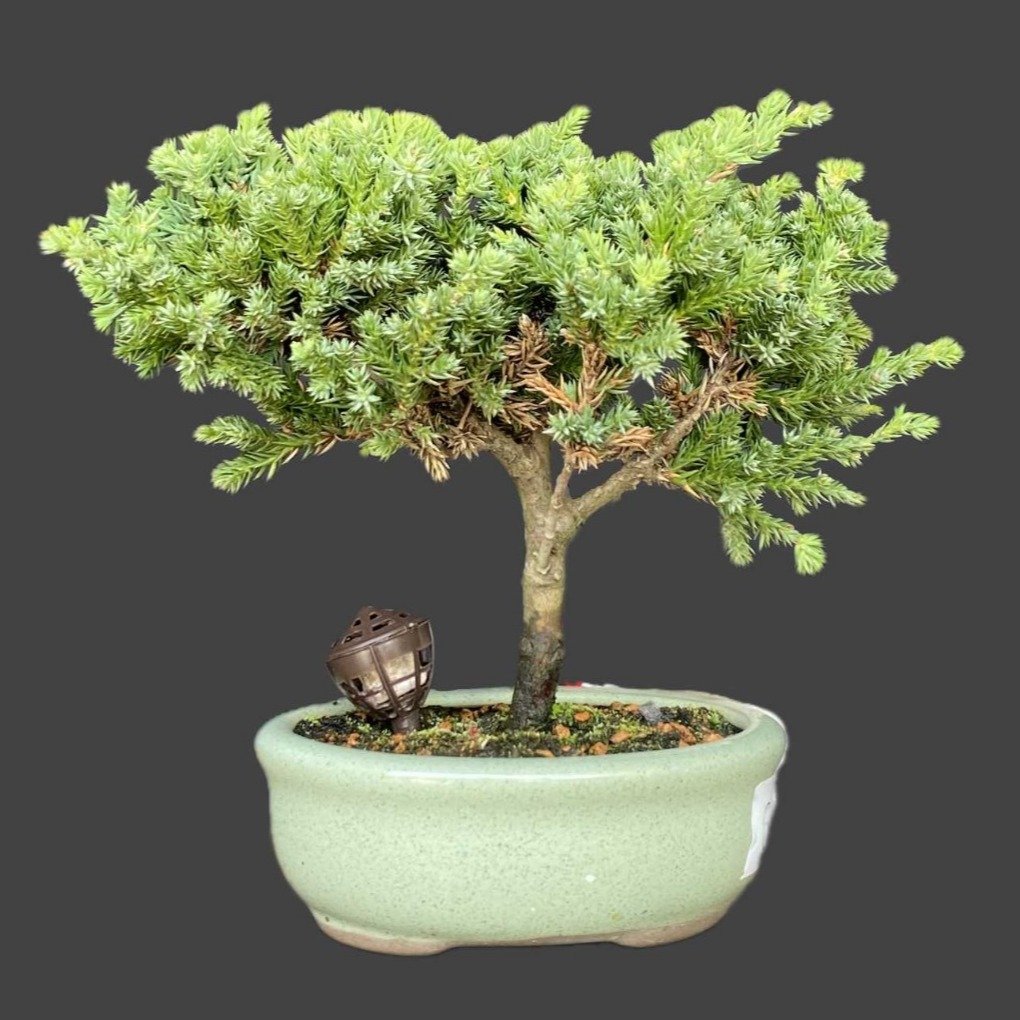 Bonsai Procumbens 2 anos - Kit
