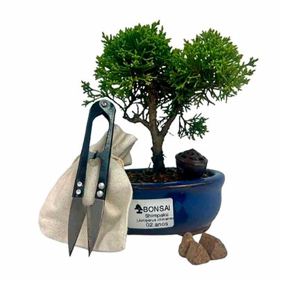 Bonsai Junípero Shimpaku 2 anos - Kit