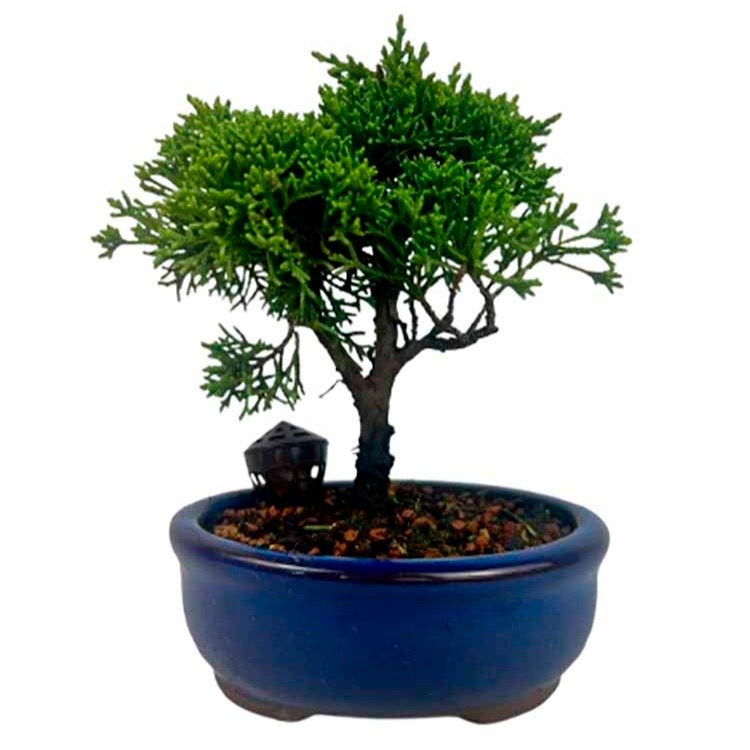 Bonsai Junípero Shimpaku 2 anos - Kit