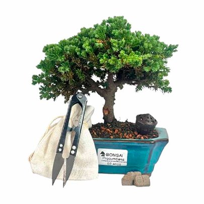 Bonsai Procumbens 3 anos - Kit