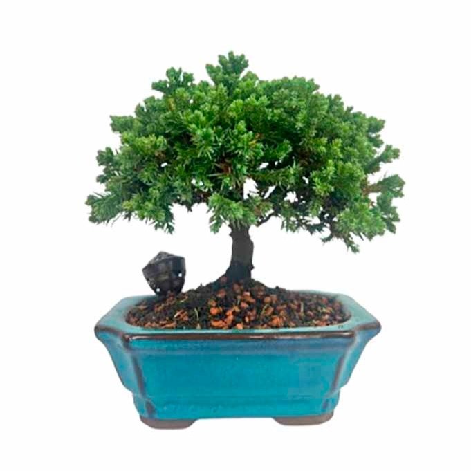 Bonsai Procumbens 3 anos - Kit