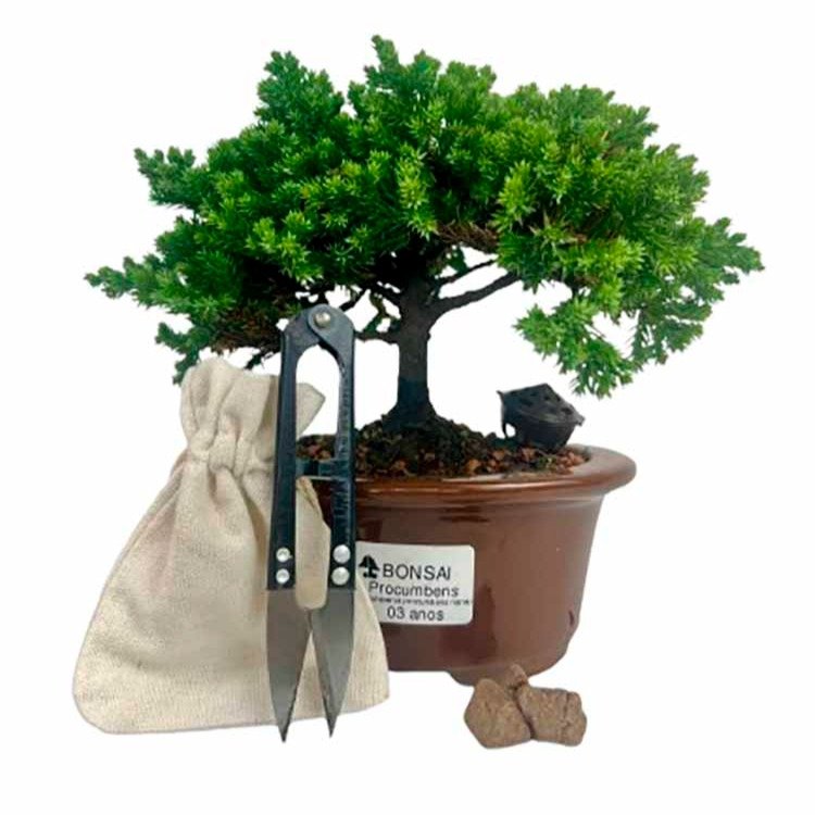 Bonsai Procumbens 3 anos - Kit