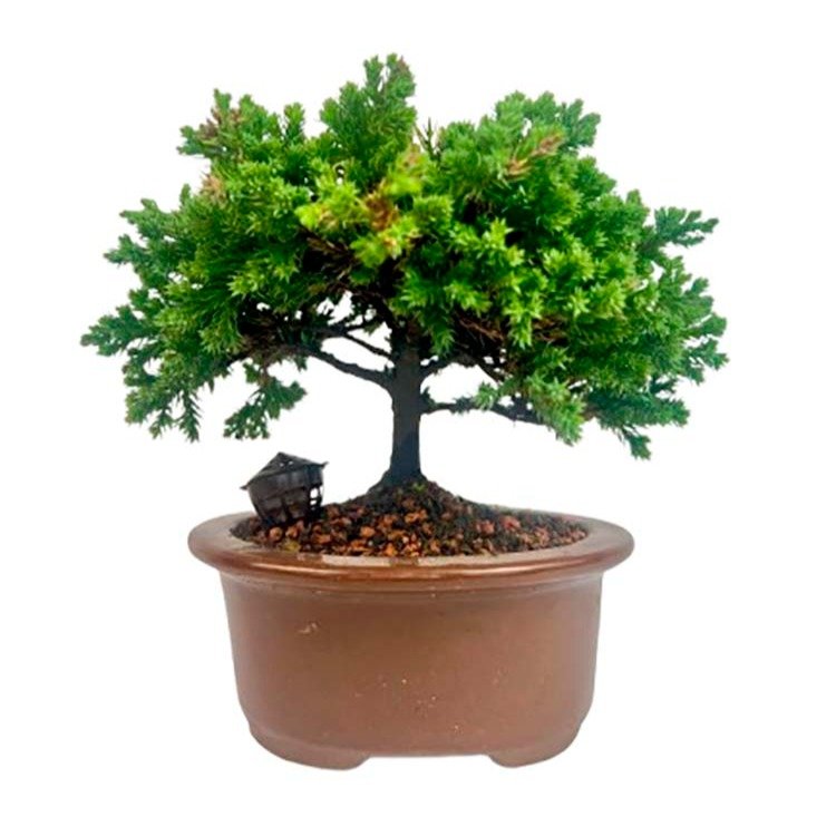 Bonsai Procumbens 3 anos - Kit