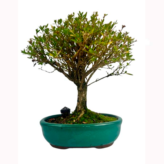 Kit Bonsai Serissa Rosa 5 anos