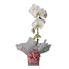 Orquídea Phaleanopolis Branca