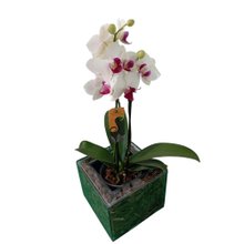 Orquídea Phalaenopsis Mini Cores