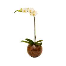 Orquidea Branca em Aquario de Vidro