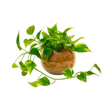 Planta Jiboia no Aquario de Vidro