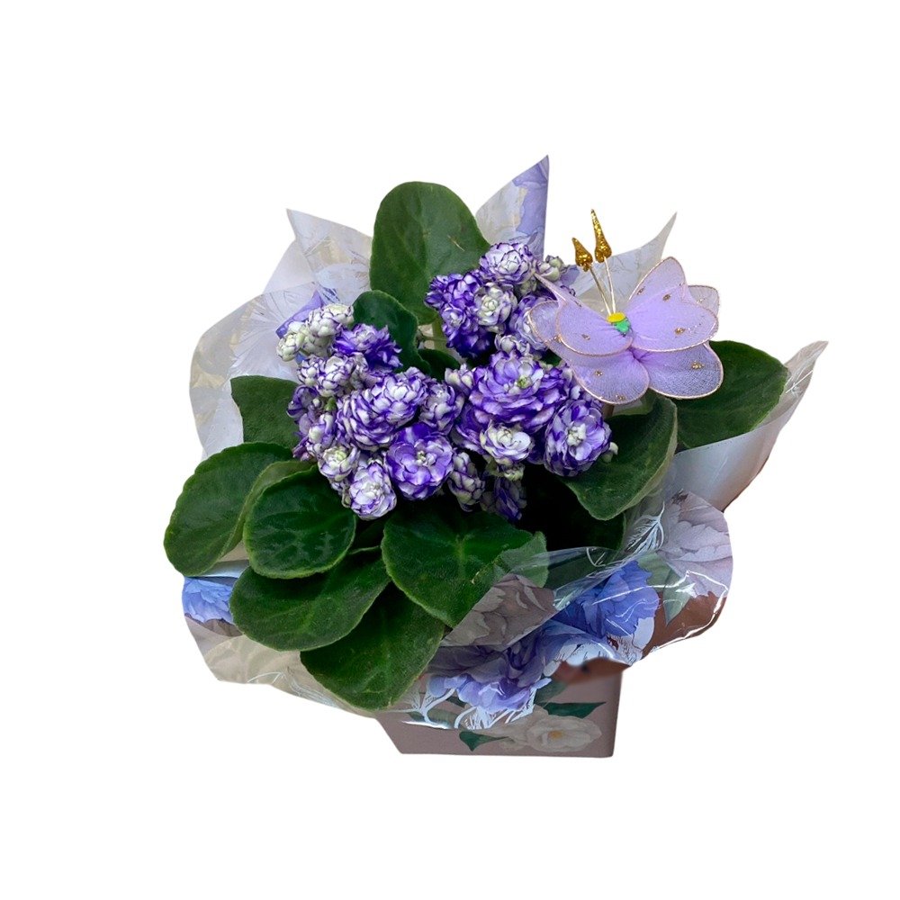Violeta  Roxa Plantada