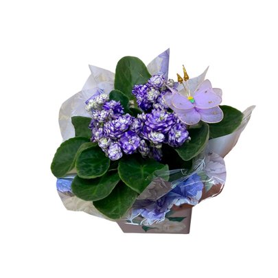 Violeta  Roxa Plantada