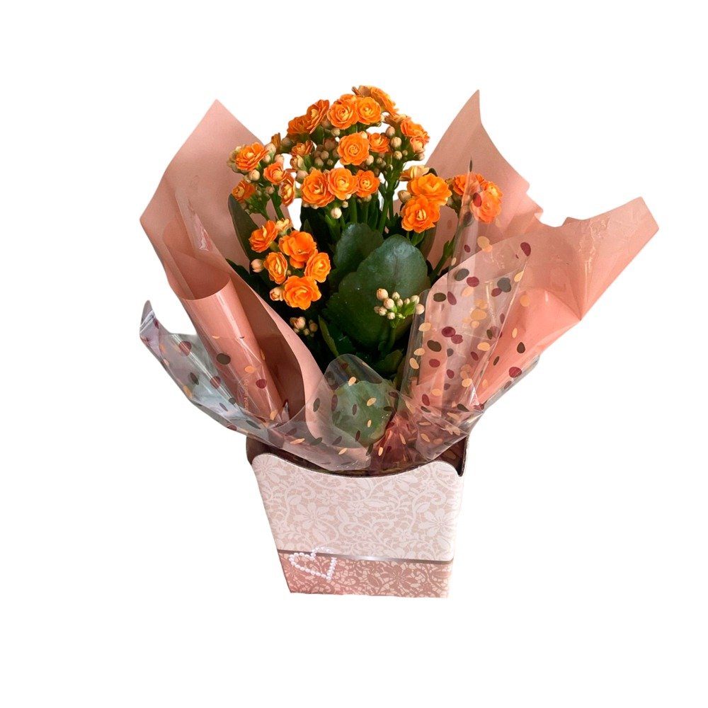 Kalanchoe Laranja Plantado