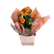 Kalanchoe Laranja Plantado