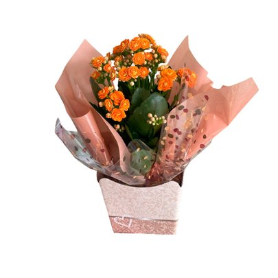 Kalanchoe Laranja Plantado