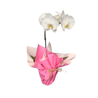 Orquídea Phaleanópolis Emoção