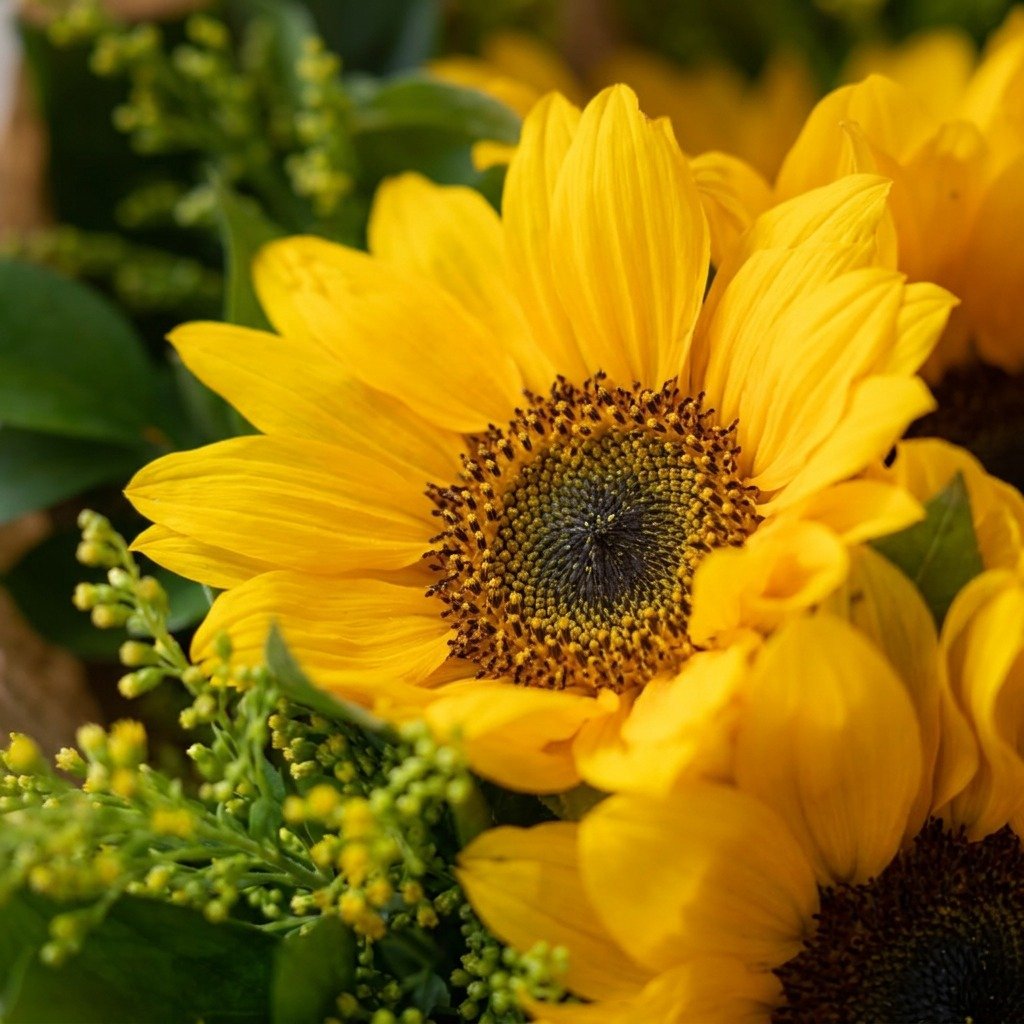 Buquê Raio de Sol com 6 Girassóis 