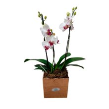 Mini Orquídea Cor Branca