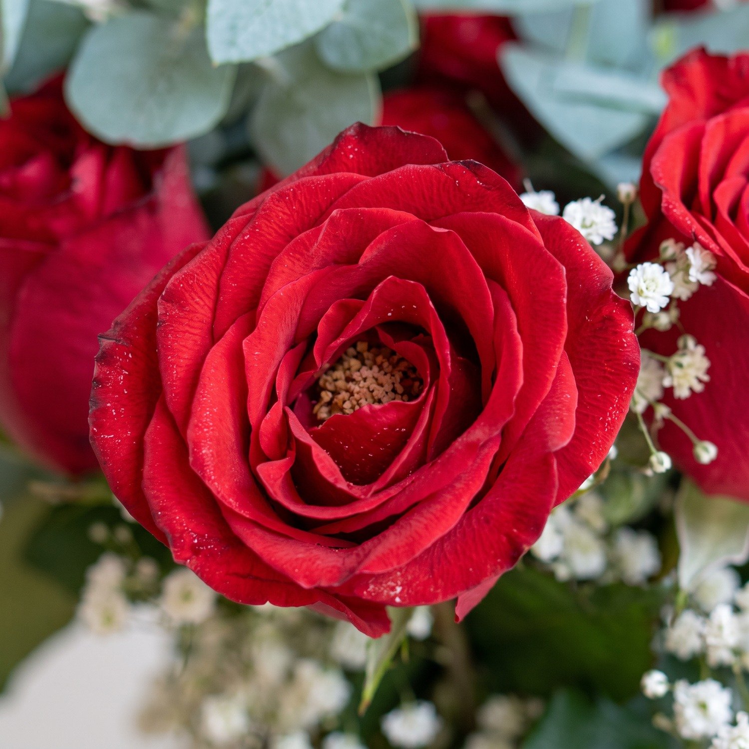 Buquê de Rosas Tradicional 12 Flores 