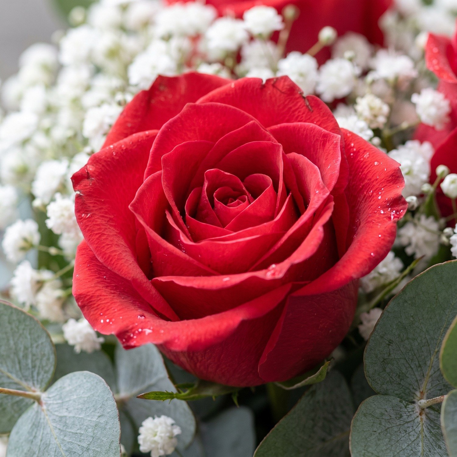 Arranjo na Caixa Box Rosas Vermelhas Importadas
