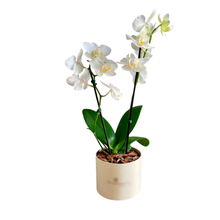 Vaso com Orquídea