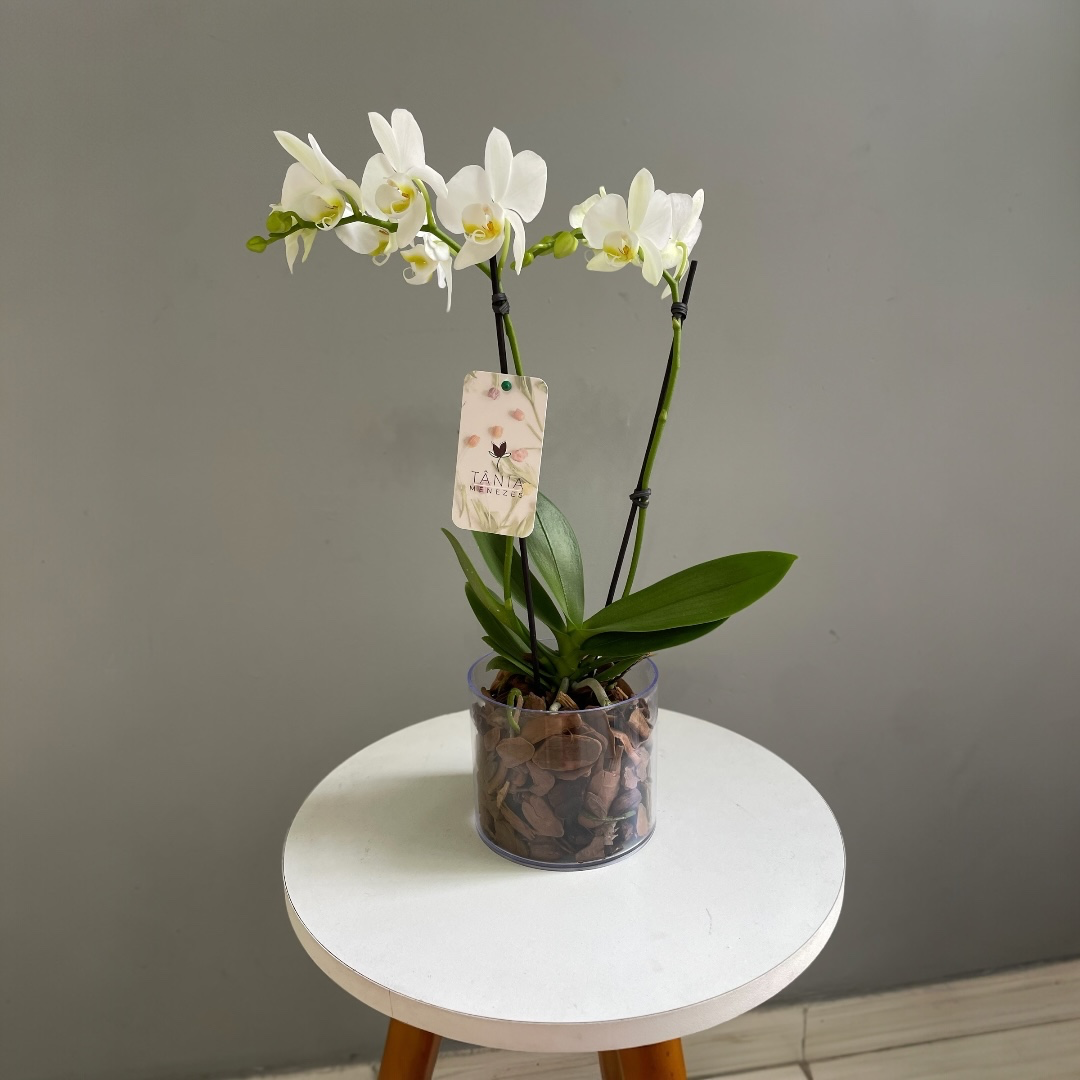 Vaso com Orquídea 