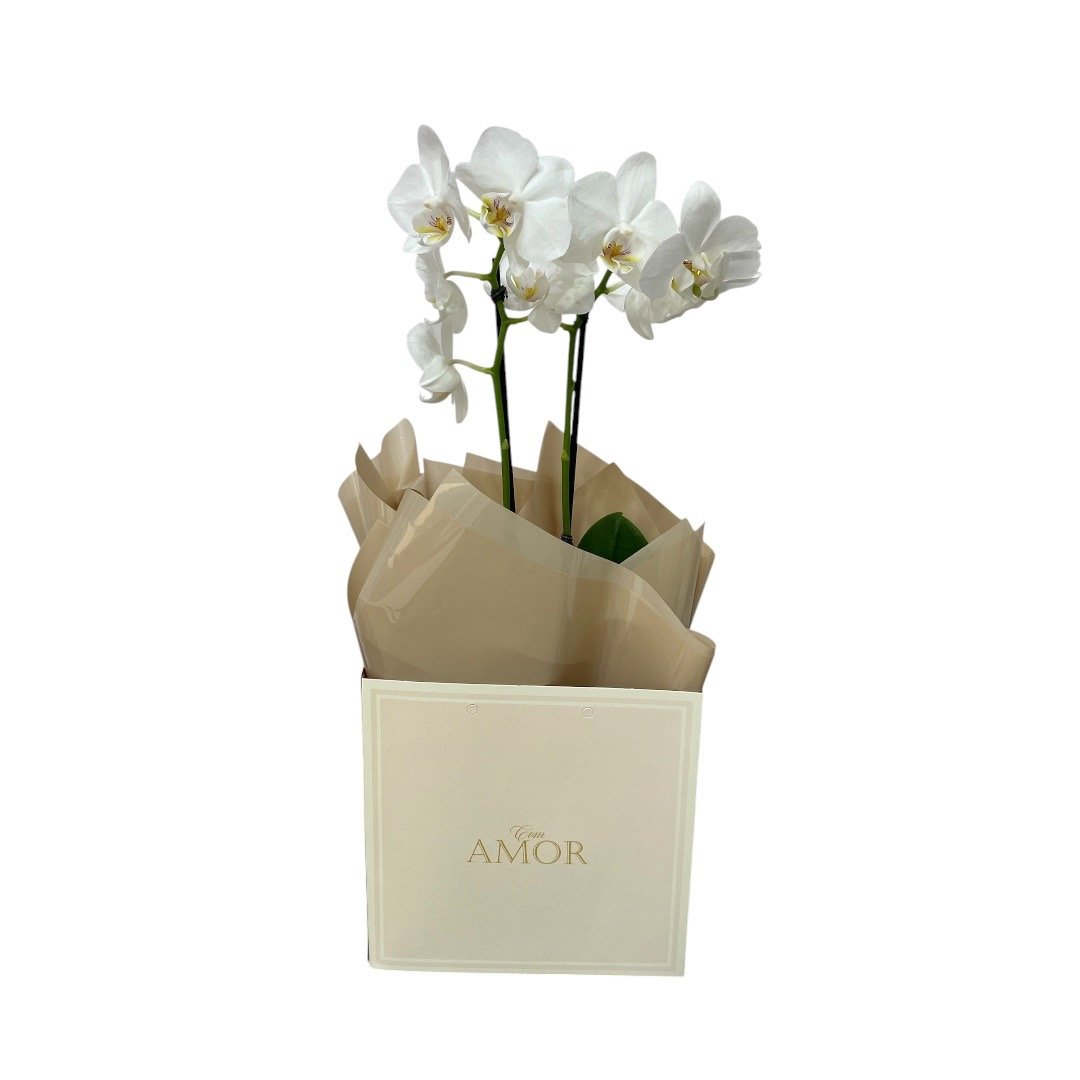 Orquídea Beleza 
