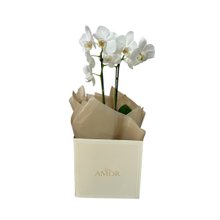 Orquídea Beleza