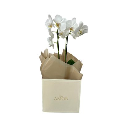 Orquídea Beleza